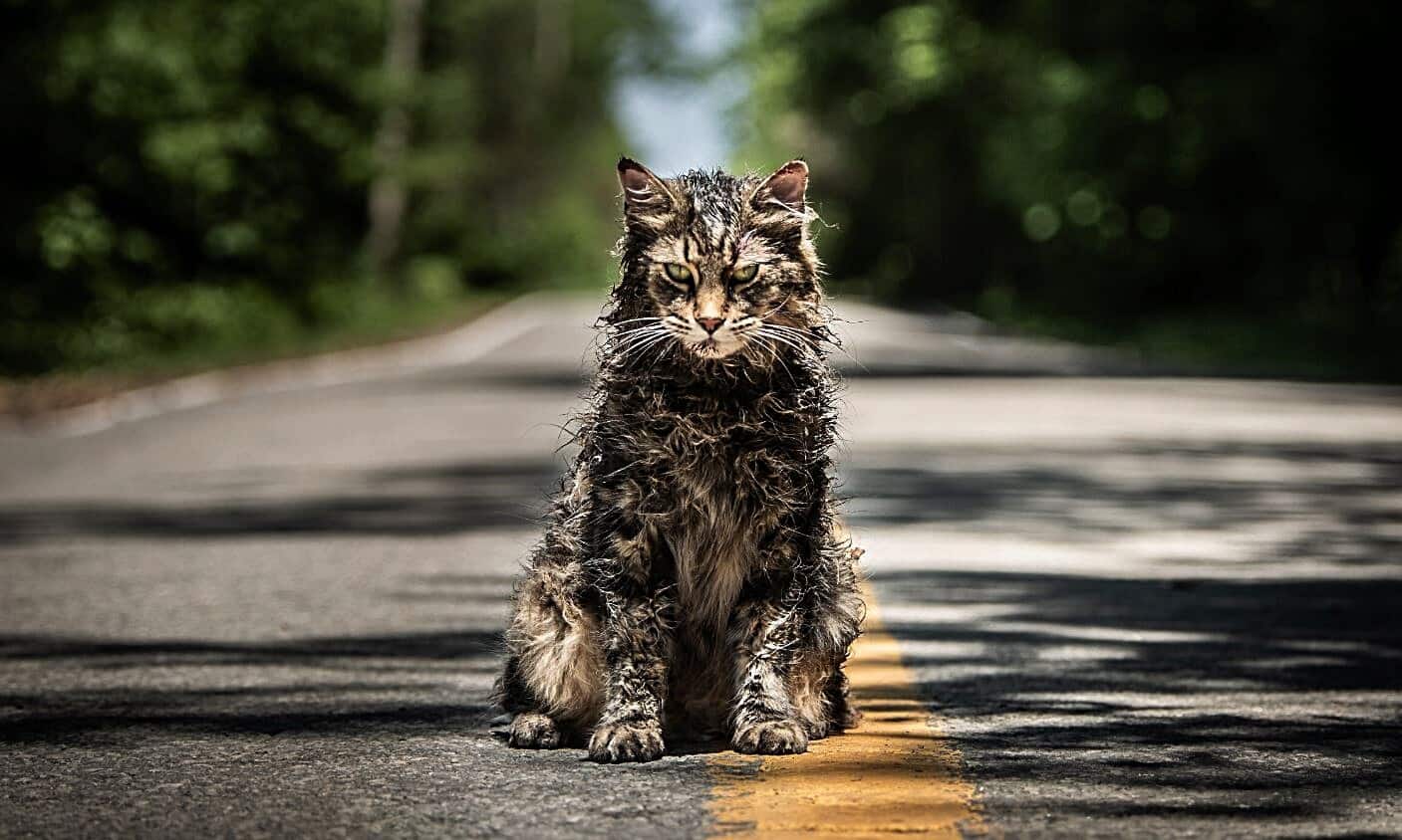 Stephen King Says 'Pet Sematary' Is 