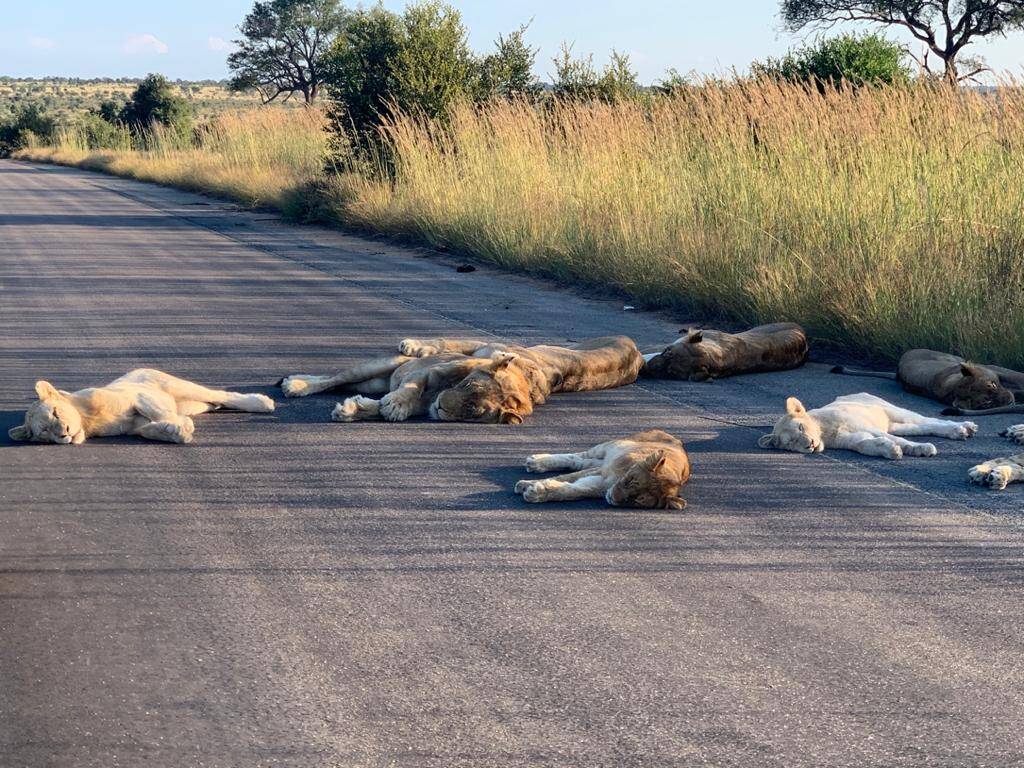 lions sleep road coronavirus