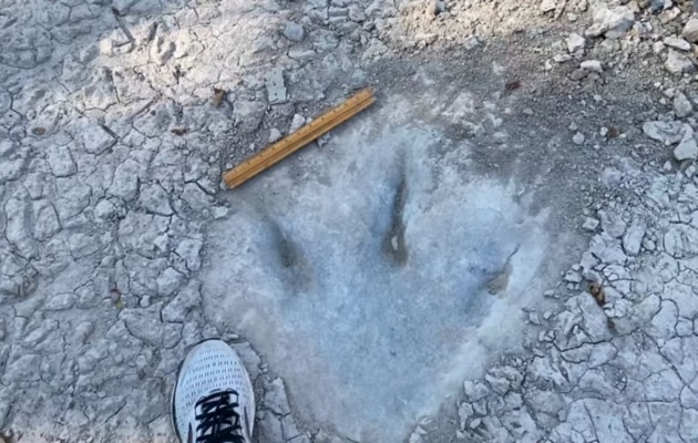 dinosaur tracks